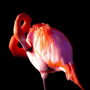 flamingo02.jpg